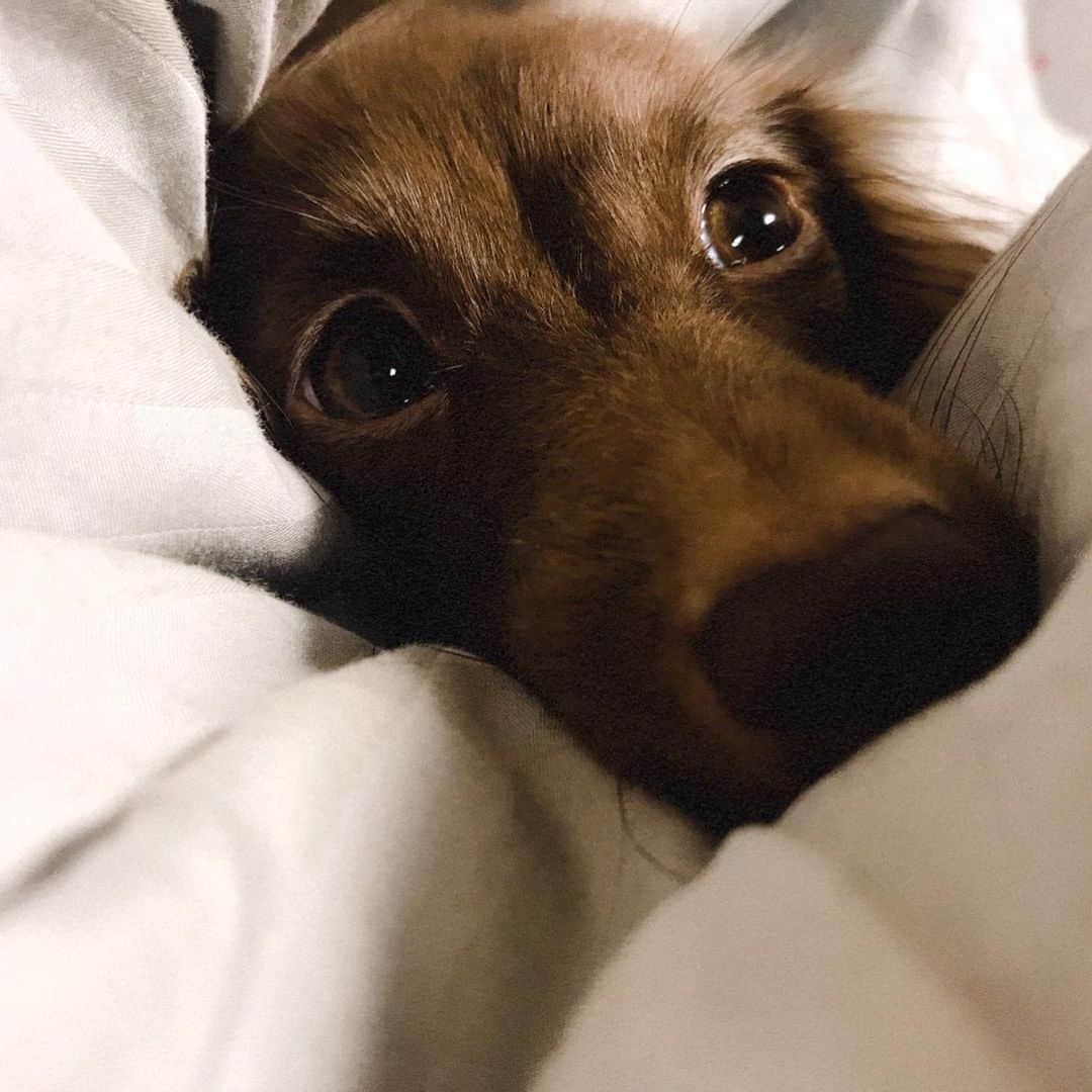 北見寛明のインスタグラム：「ねぇ君 #そんなうもれて #なにしてるの #なにがしたいの #眠いのね #いや秒で寝るじゃん #おやすみ  #犬 #仔犬 #ミニチュアダックスフンド #dog #dogs #dogstagram #dogsofinstagram #doggo #dogoftheday #dogs_of_instagram #dogs_of_instagram #doglovers #dogoftheday #doglover #ilovemydog #instagramdogs #dachshund #dachshundlove #dachshunds #dachshund_love #dachsundsofinstagram #miniaturedachshundpuppy #dachshundpuppies #dachshunddaily」