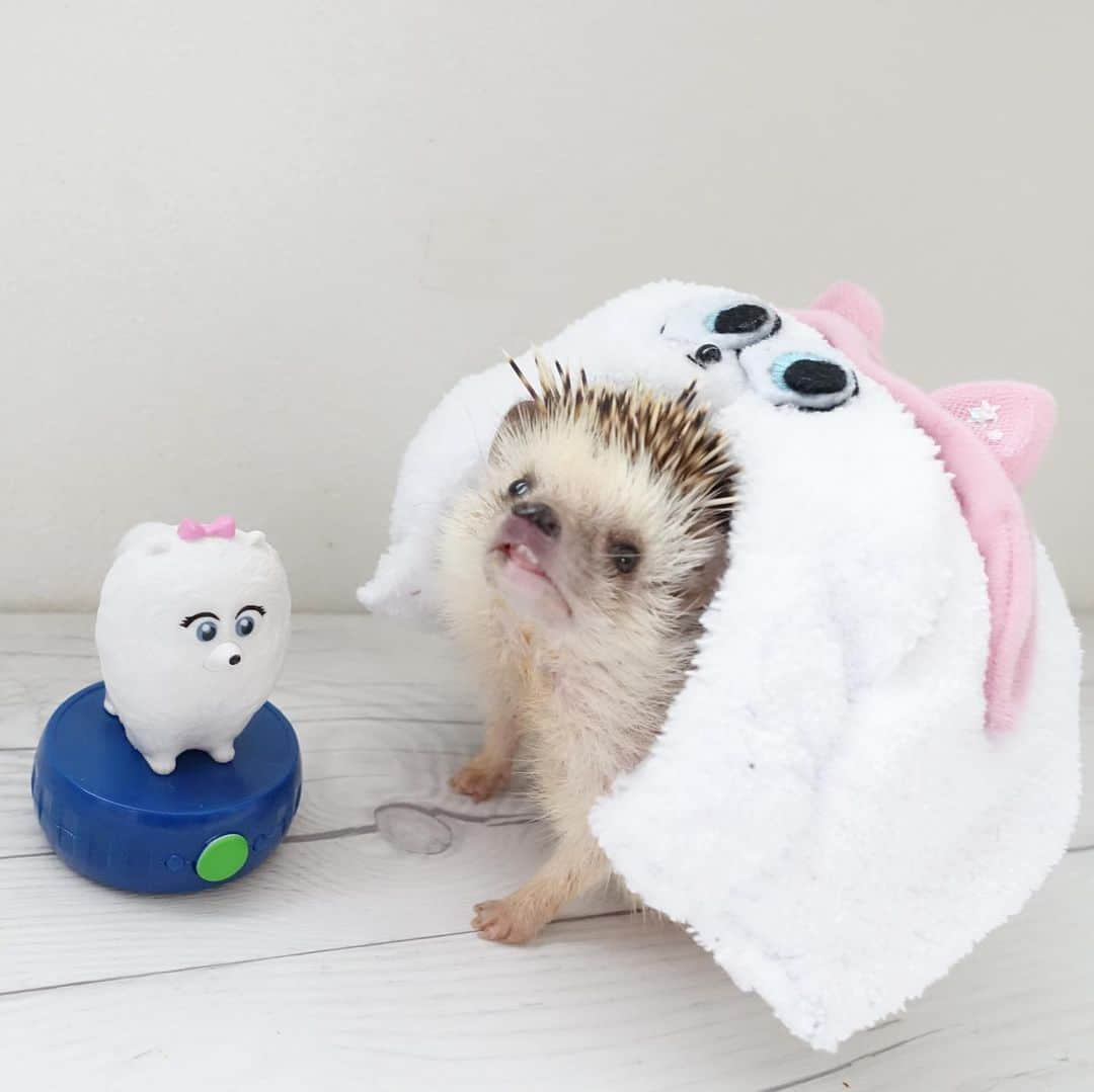 ラド&ティンクさんのインスタグラム写真 - (ラド&ティンクInstagram)「* I'm not a hedgehog I'm a cat! * * どこから、どうみても可愛い猫でしょ？ * * @kozue.3sisters さんから 作っていただいた「なりきりギジェット」❤️ お目々のとこは綺麗に刺繍してあるし、猫耳のとこにはキラキラスパンコールだって入ってて、 めっちゃ可愛いの❤️ こずえさん、天才👍 * * おーしゃん、きっとこれなら猫たちも子分にしちゃうよね！ * * #ペット2 #ギジェット #猫耳ハリネズミ #おーしゃん #はりねずみ #ハリネズミ #針鼠 #ヨツユビハリネズミ #ヘッジホッグ  #ペット #ふわもこ部 #モフモフ #hedgehog #pygmyhedgehog #lovelypet #cuteanimals #hedgehogfamily #hedgie #Hérisson #igel#riccio #Erizo #고슴도치 #刺猬 #pecotv」8月24日 16時45分 - rado_pompon