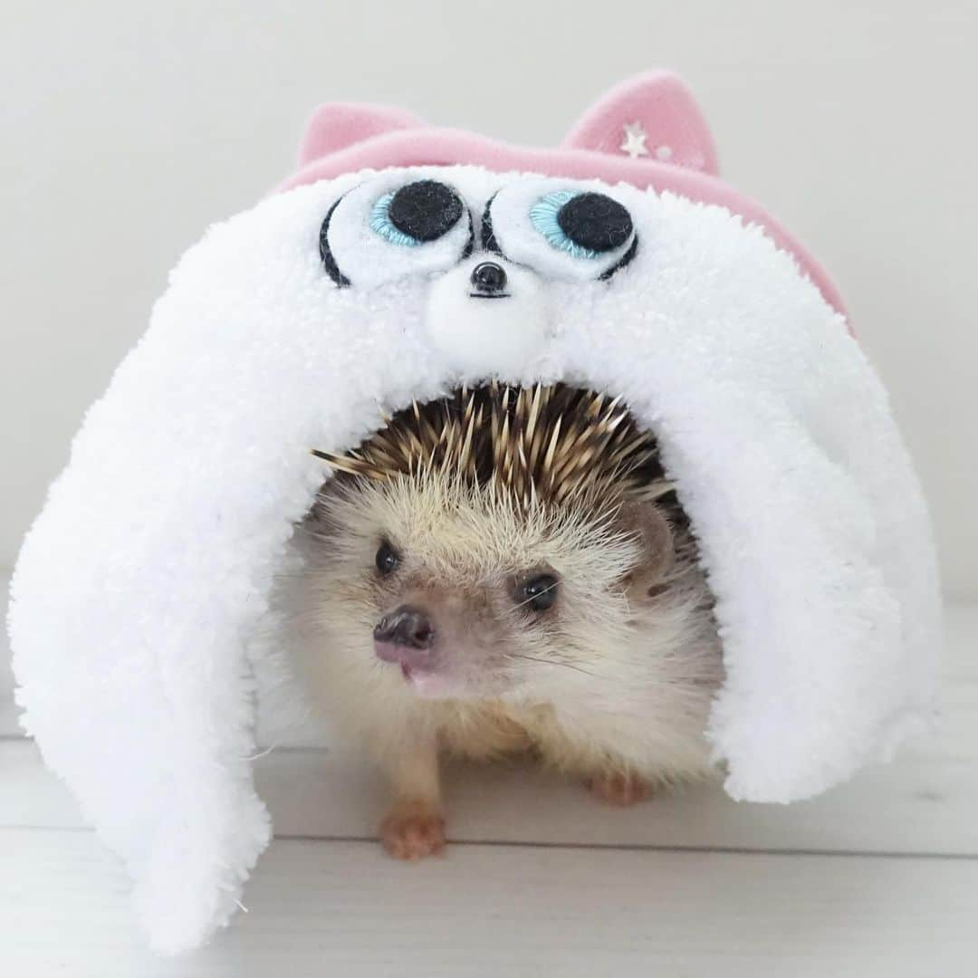 ラド&ティンクさんのインスタグラム写真 - (ラド&ティンクInstagram)「* I'm not a hedgehog I'm a cat! * * どこから、どうみても可愛い猫でしょ？ * * @kozue.3sisters さんから 作っていただいた「なりきりギジェット」❤️ お目々のとこは綺麗に刺繍してあるし、猫耳のとこにはキラキラスパンコールだって入ってて、 めっちゃ可愛いの❤️ こずえさん、天才👍 * * おーしゃん、きっとこれなら猫たちも子分にしちゃうよね！ * * #ペット2 #ギジェット #猫耳ハリネズミ #おーしゃん #はりねずみ #ハリネズミ #針鼠 #ヨツユビハリネズミ #ヘッジホッグ  #ペット #ふわもこ部 #モフモフ #hedgehog #pygmyhedgehog #lovelypet #cuteanimals #hedgehogfamily #hedgie #Hérisson #igel#riccio #Erizo #고슴도치 #刺猬 #pecotv」8月24日 16時45分 - rado_pompon