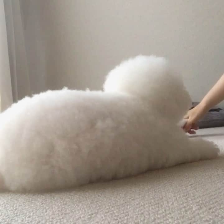 ゆうのインスタグラム：「. . いっしょに遊ぼッ🐶✨ let's play together‼︎ . . . #今は疲れて寝ておる😴 #それはもうスヤスヤと . . .」