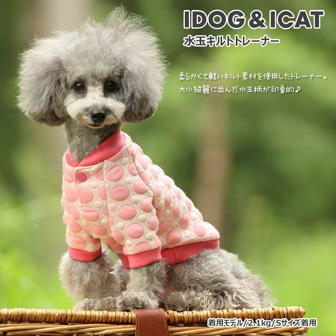 iDog&iCatさんのインスタグラム写真 - (iDog&iCatInstagram)「. 【1枚1080円～大人気プチプラウェア発売開始！】 . IDOG&ICATでは8/24より、販売開始しております♪ 楽天店舗URL：https://item.rakuten.co.jp/idog/c/0000000129/ . これから暑さも収まってくる頃です！ 秋口から着れるウェアをご用意しました♪ . ヘビロテ間違いなしのハイネックからキュートなワンピースまで！ 安くてカワイイウェアが3型UP♪ 在庫限りで販売終了になるので、お気に入りが見つかりましたら、お早目にどうぞ★ . イベントの詳細はプロフィールのURLからご確認ください♪ . . IDOG&ICAT公式LINEをお友達登録でお得な情報をゲットしよう！LINE ID『 ＠idogicat 』で検索♪ . #iDog #iDogiCat #iCat #ペット服 #ドッグウェア #新作 #プチプラ #犬服 #犬の服 #犬の服iDog #犬 #超小型犬 #小型犬 #中型犬  #キャットウェア #猫服 #猫の服 #猫の服iCat #猫#わんすたぐらむ #dog #にゃんすたぐらむ #cat #チワワ#トイプードル #ミニチュアダックスフンド#MIX犬」8月24日 17時17分 - idogicat