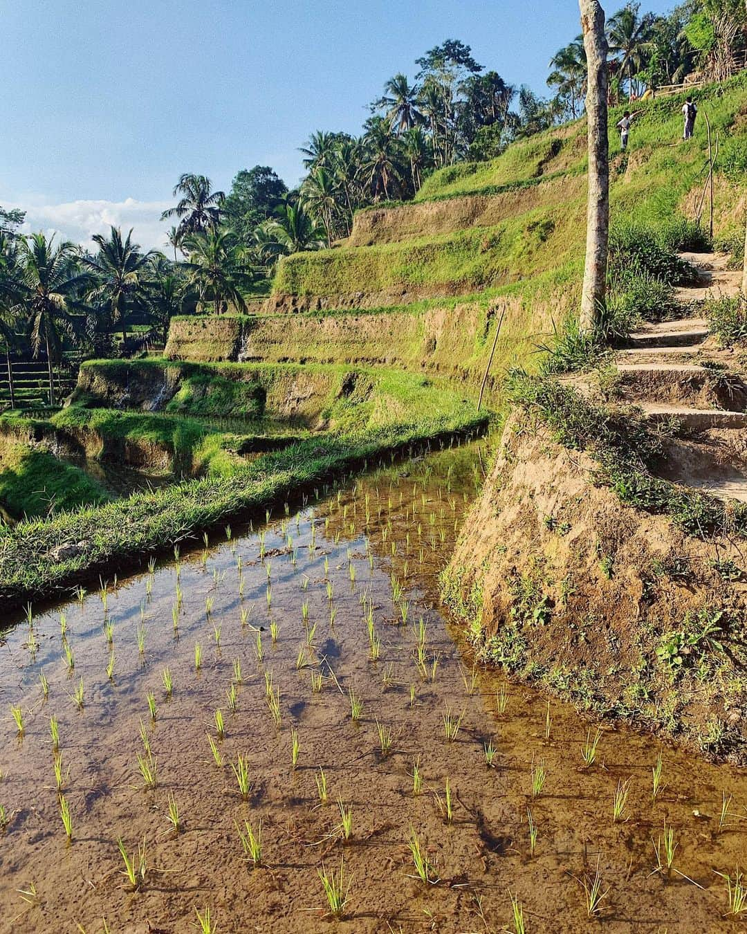 ベティ・オウティエさんのインスタグラム写真 - (ベティ・オウティエInstagram)「J’ai fait peu de photos de Bali 🇮🇩 , en voici quelques unes. Tbh j’avais commandé plein de fringues cools et aucun de mes colis n’est arrivé à temps 😂 🥊 ça doit peut être vous parler les livreurs qui marquent « absent, seconde tentative demain » et le lendemain pareil... jusqu’au jour du départ ou c’est fini y’a plus d’espoir. . Les colis mis à part, j’ai oublié mon ordinateur à la sécurité à notre escale à Doha ( Thx god je l’ai récupéré au retour, mais rien n’était moins sûr) 🥊 . La ça commence à faire Calimero 😂 mais en retirant du cash sur place ma carte s’est faite pirater, opposition and cie... 🥊  On s’est beaucoup reposé du coup , notre villa était vraiment super, on a eu beaucoup de mal à en bouger🐌  On a fait quelques spots, super beaux certes mais archi touristiques et j’étais pas vraiment en mode sac à dos honnêtement pour partir à l’aventure dans les coins reculés, donc peu d’adresses à vous recommander pour le coup!  Voilà 🤭 et vous vos vacances c’était bien ?」8月24日 17時25分 - bettyautier