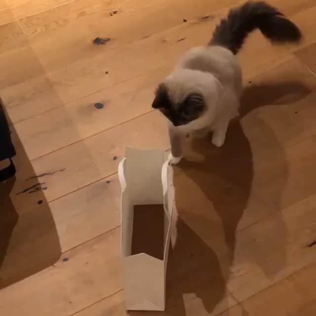 のインスタグラム：「#caturday 👀」