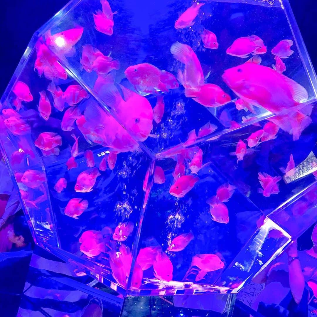 浅井七海さんのインスタグラム写真 - (浅井七海Instagram)「.﻿ ﻿ ﻿ ﻿ アートアクアリウム﻿ ﻿ ﻿ 日本橋三井ホールで﻿ 9/23まで開催されている﻿ アートアクアリウム2019に﻿ 行ってきました~~~映え~~~﻿ ﻿ 金魚ちゃんがたくさんいて、﻿ 光との組み合わせがすごく綺麗で﻿ 素敵な空間でした。。。﻿ ﻿ たくさん写真撮ったので、﻿ また載せますね＾＾﻿ ﻿ ﻿ #アートアクアリウム #日本橋三井ホール #金魚 ﻿ ﻿ ﻿」8月24日 17時51分 - naamin48_