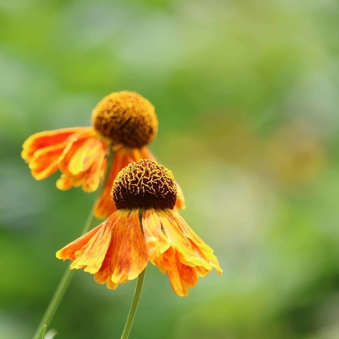 花の写真館のインスタグラム：「Photo by @kuutan05.⠀ https://instagram.com/kuutan05/⠀ .⠀ Original Post[投稿頂いたURL]⠀ https://www.instagram.com/p/B0ibbWBAFGN/⠀ .⠀ 本アカウントは、 #私の花の写真 をつけてInstagramに投稿された皆さまの花の写真や、「花の写真館」Facebookページで投稿された花の写真を紹介します。⠀ 「花の写真館」Facebookページは、「 @floral.photograph 」のプロフィールにあるURLからご覧ください。⠀ .⠀ #花の写真館 #floralphotograph #floralphoto #flower #flowers #富士フイルム #FUJIFILM⠀ Follow: @floral.photograph」