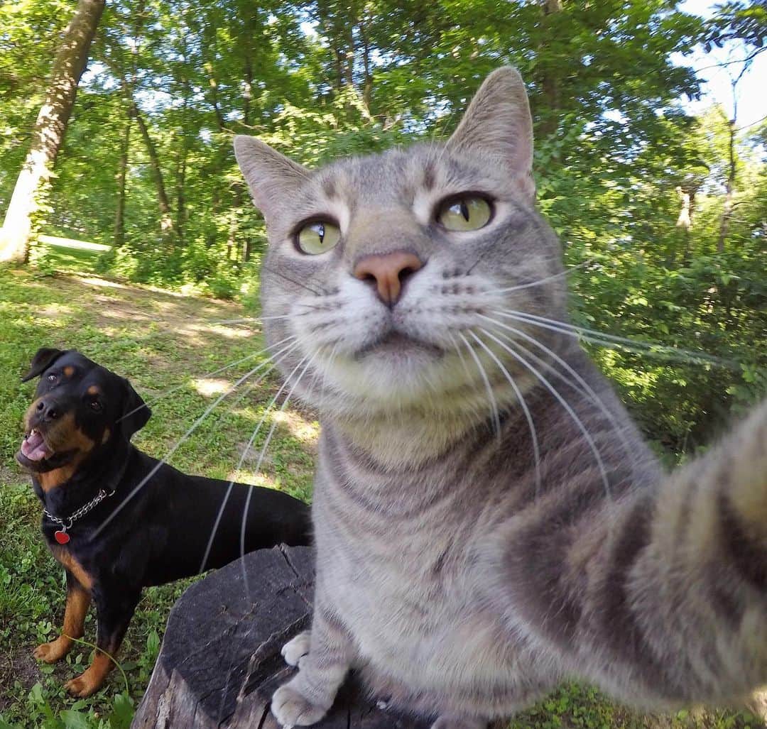 マニーのインスタグラム：「Happy #Caturday 😸 #GoPro」