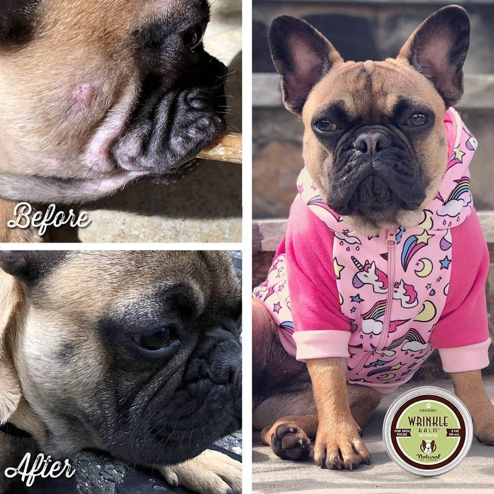 Regeneratti&Oliveira Kennelさんのインスタグラム写真 - (Regeneratti&Oliveira KennelInstagram)「Wrinkled pups need a little extra TLC. Nasty stuff like bacteria and yeast like to live within skin folds, causing irritation and infections. #WrinkleBalm is an award-winning all-natural balm that is specially designed for protecting skin folds and keeping them healthy. . ⭐ Save 20% off @naturaldogcompany with code JMARCOZ at NaturalDog.com | worldwide shipping | ad 📷: @harleyrae_thefrenchie . . . . . . #frenchbull #frenchbulldogs #frenchie #bullypics #bulldogs #frenchbulldoglife #法国斗牛犬 #frenchbulldogpuppy #frenchyfanatics #frenchielovers #frenchielove #buhistagram #frenchielife #frenchbulldogsofinstagram #franskbulldog #frenchiebulldog #frenchiephotos #buhigram #frenchbulldog #frenchiegram #bullys」8月25日 6時34分 - jmarcoz