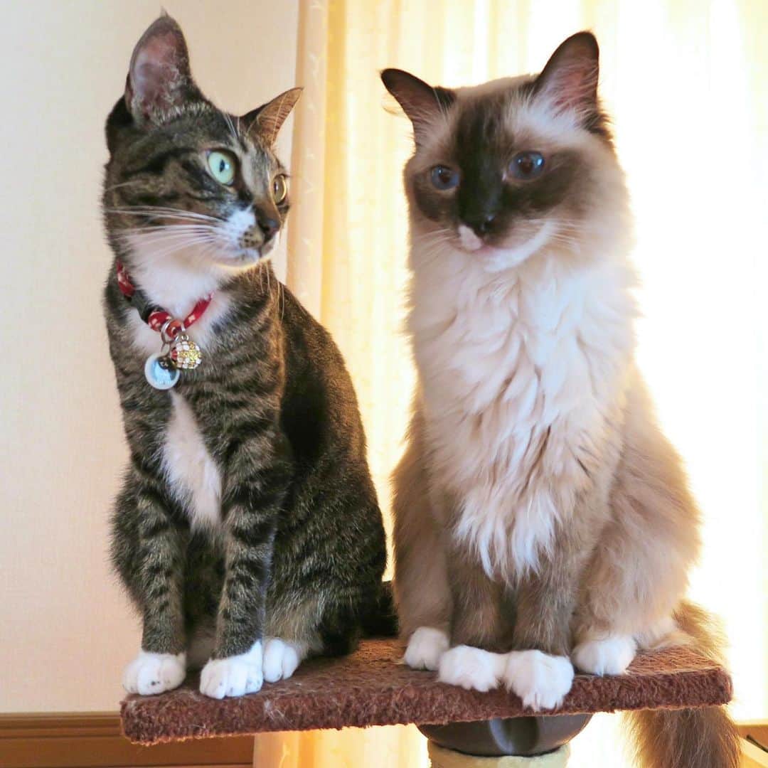 takegaeruのインスタグラム：「悪巧み会話中の白おててちゃんズ😽😽 #cat #猫 #ragdoll #ラグドール #ホワイトポッチーズ #よもねこ #よもぎねこ #キジトラ #きじとら」