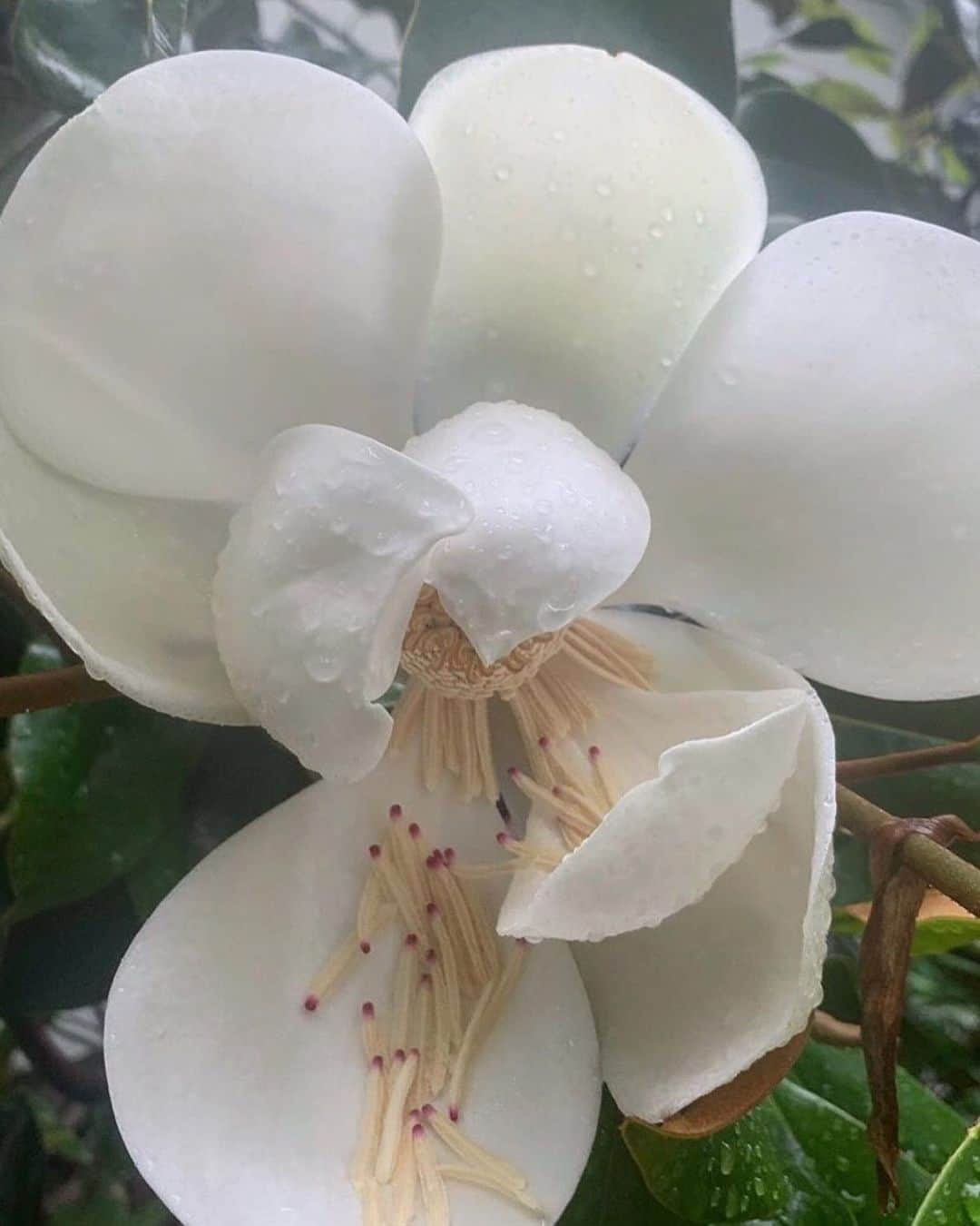 Nora O´Neilのインスタグラム：「My only proof of a transeasonal magnolia」
