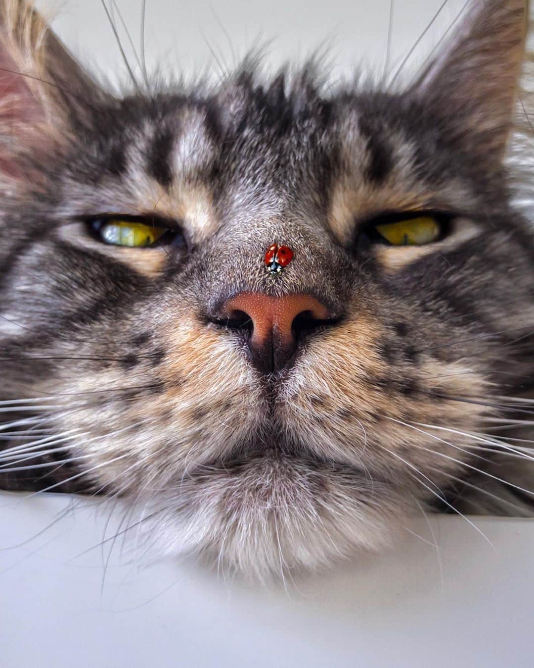 Aww Clubさんのインスタグラム写真 - (Aww ClubInstagram)「Please tell me that you see it too 🙄 and it’s not a catnip⠀ ⠀ 📷@maxiecoon⠀ ⠀ #meowed #maxiecoon #mainecoon #ladybug」8月24日 22時00分 - meowed