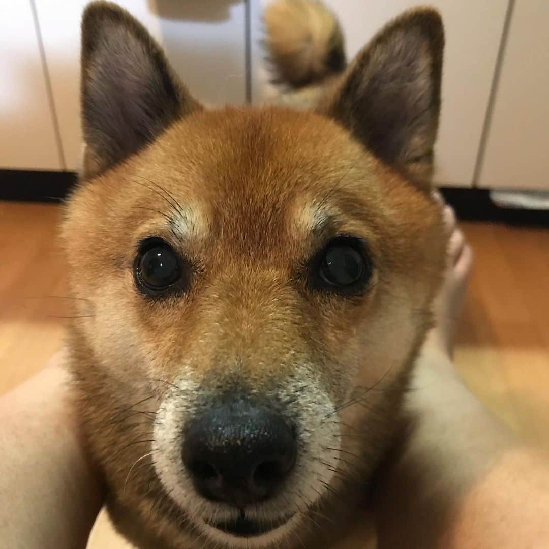 柴犬はなこ Shibainu Hanakoさんのインスタグラム写真 - (柴犬はなこ Shibainu HanakoInstagram)「Give me treats,mom??🍗🍖🥩 おやつください3バージョン 食べるの早すぎ！てか噛んでない!😳 #shiba #dog #shibainu #犬 #柴犬」8月24日 22時01分 - kiki_beee