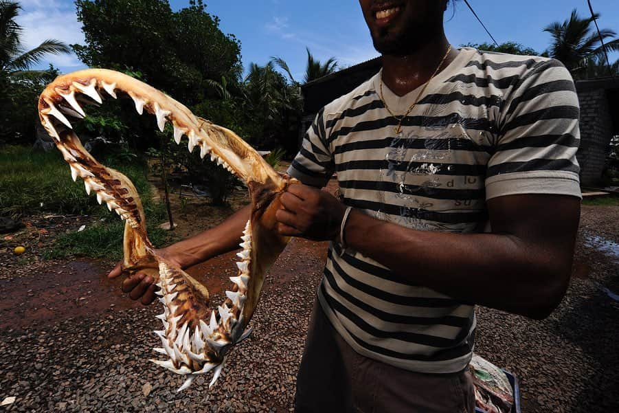 Thomas Peschakさんのインスタグラム写真 - (Thomas PeschakInstagram)「Shortfin mako sharks are in trouble and next week could prove critical to species future.  This month conservation experts from around the world are meeting in Geneva Switzerland for the 2019 CITES conference (Convention on International Trade in Endangered Species). Mako sharks are currently listed as endangered and  their mortality in commercial fisheries is much too high to be sustainable (especially in the North Atlantic). Unlike other shark species where the majority of the value lies in the fins, mako meat, and to a lesser degree their jaws, are also in great demand. One way to reduce mortality is to list shortfin mako sharks under CITES Appendix 2, which can help regulate the global trade. Currently the US and Canada, countries normally at the leading edge of shark conservation, are planning to oppose the listing of mako sharks. To learn more about mako sharks and CITES, I have put up a link (below my bio) to a recent article penned by shark biologist and science writer @whysharksmatter It is a short, balanced and informative read, so go check it out! // The first image of my gallery shows a fishermen displaying the jaw of a large mako caught in the Indian Ocean. Photograph two is of mako shark carcasses landed at a port on the Arabian Sea. In photograph three a vendor tips out a large bag of dried shark fins from various species. The shark in photograph four is not a mako (it is a bull shark) but illustrates how much meat there is on a shark carcass.  #makoshark #makosharks #abreakformakos #cites #citesconference #sharks」8月24日 22時28分 - thomaspeschak