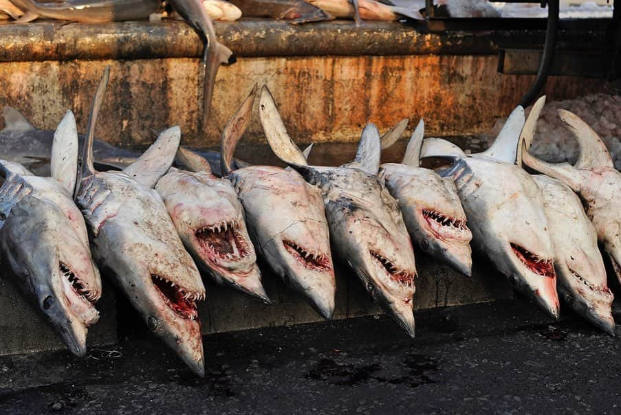 Thomas Peschakさんのインスタグラム写真 - (Thomas PeschakInstagram)「Shortfin mako sharks are in trouble and next week could prove critical to species future.  This month conservation experts from around the world are meeting in Geneva Switzerland for the 2019 CITES conference (Convention on International Trade in Endangered Species). Mako sharks are currently listed as endangered and  their mortality in commercial fisheries is much too high to be sustainable (especially in the North Atlantic). Unlike other shark species where the majority of the value lies in the fins, mako meat, and to a lesser degree their jaws, are also in great demand. One way to reduce mortality is to list shortfin mako sharks under CITES Appendix 2, which can help regulate the global trade. Currently the US and Canada, countries normally at the leading edge of shark conservation, are planning to oppose the listing of mako sharks. To learn more about mako sharks and CITES, I have put up a link (below my bio) to a recent article penned by shark biologist and science writer @whysharksmatter It is a short, balanced and informative read, so go check it out! // The first image of my gallery shows a fishermen displaying the jaw of a large mako caught in the Indian Ocean. Photograph two is of mako shark carcasses landed at a port on the Arabian Sea. In photograph three a vendor tips out a large bag of dried shark fins from various species. The shark in photograph four is not a mako (it is a bull shark) but illustrates how much meat there is on a shark carcass.  #makoshark #makosharks #abreakformakos #cites #citesconference #sharks」8月24日 22時28分 - thomaspeschak