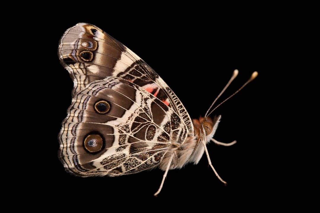 Joel Sartoreさんのインスタグラム写真 - (Joel SartoreInstagram)「Hi Everyone...We have another update on the native plants outside our office. We were thrilled to see that painted lady butterflies had returned to Lincoln for a visit last week on their southbound migration! Just outside our office windows, we counted more than 50 of the butterflies attracted by the fragrant flowers of the blue hyssop bushes we had planted. We're happy and grateful to know that, if we provide the habitat, they will come. You too can help butterflies and other pollinators by planting native species in your yard. And don't forget to encourage your local officials to do the same in public parks and along roadways. We're hoping to have more insect visitors as our patch of prairie grows, so stay tuned! Swipe right to see the painted lady pose for the Photo Ark.」8月24日 22時44分 - joelsartore