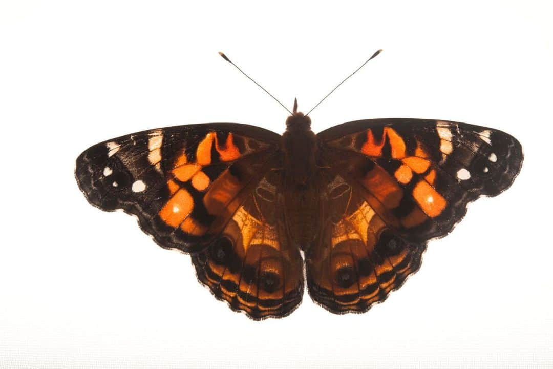 Joel Sartoreさんのインスタグラム写真 - (Joel SartoreInstagram)「Hi Everyone...We have another update on the native plants outside our office. We were thrilled to see that painted lady butterflies had returned to Lincoln for a visit last week on their southbound migration! Just outside our office windows, we counted more than 50 of the butterflies attracted by the fragrant flowers of the blue hyssop bushes we had planted. We're happy and grateful to know that, if we provide the habitat, they will come. You too can help butterflies and other pollinators by planting native species in your yard. And don't forget to encourage your local officials to do the same in public parks and along roadways. We're hoping to have more insect visitors as our patch of prairie grows, so stay tuned! Swipe right to see the painted lady pose for the Photo Ark.」8月24日 22時44分 - joelsartore