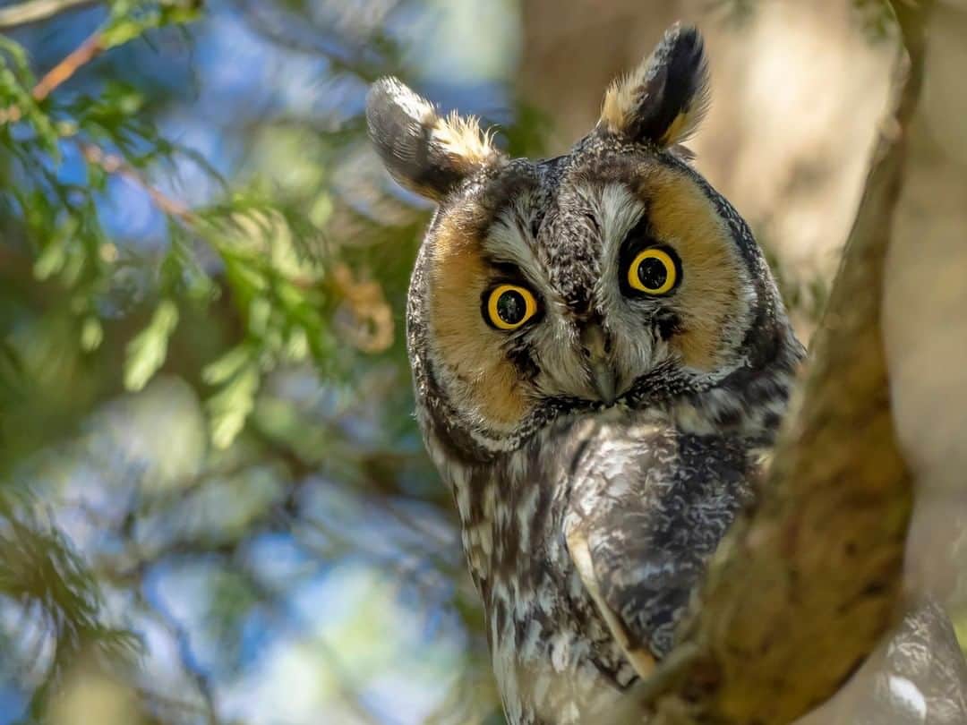 Discoveryさんのインスタグラム写真 - (DiscoveryInstagram)「"Long-eared owls prefer roosting in dense foliage and hunting at night, making them very difficult to find. If you're lucky enough to discover one, you'll be greeted by a look of utter surprise. 🦉 Or, the owl may just mimic how you look when you're over-caffeinated." ☕ 📸 + caption by Kevin Biskaborn (@kevinbiskaborn) . . . . #photography #photooftheday #explore #naturephotography #nature #potd #travelIG #wow #natureIG #explore #travelgram #Waterloo #Ontario #Canada #owl #owls #coffee #caffeine」8月24日 23時07分 - discovery