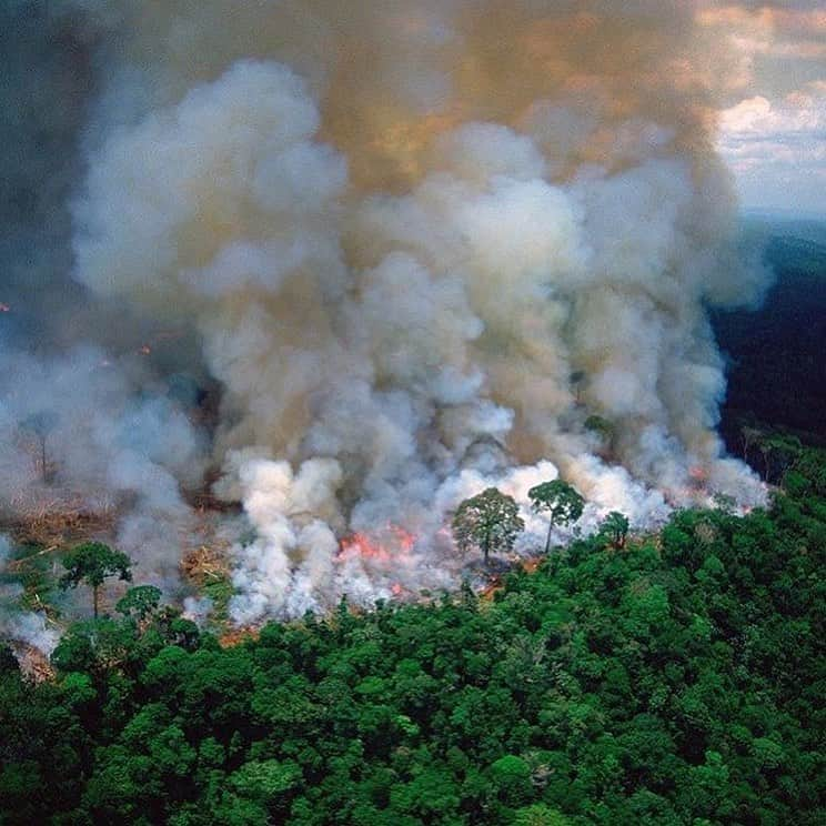 ステラ・マッカートニーさんのインスタグラム写真 - (ステラ・マッカートニーInstagram)「It breaks my heart to see this tragedy for Mother Earth… Every day the Amazon Rainforest is destroyed intentionally by things like cattle farming and logging... Let’s all work together to try to love our planet, it’s the only one we have. I send love to those affected by this horror and the precious creatures that have also lost their homes x Stella⁣⁣ ⁣⁣ There are many ways you can help. Join us in donating to organisations like the @RainforestAlliance and @AmazonAid, protect animals through the @WWF and become a more conscious consumer to prevent further deforestation.⁣ #PrayForAmazonia ⁣ 📸@SouthAmerica」8月24日 23時23分 - stellamccartney