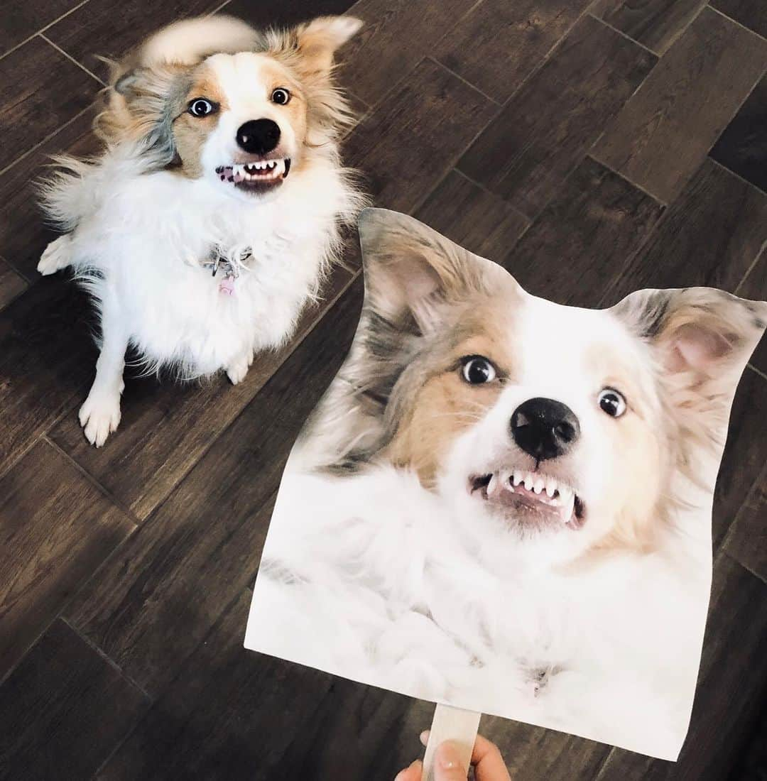 Jazzy Cooper Fostersさんのインスタグラム写真 - (Jazzy Cooper FostersInstagram)「Swipe ➡️ She’s behind me again, isn’t she? #BBPBshow 🐼🦊 . I got a BB head “cutout” just for fun. At first, PB was terrified of the cutout. 🙈 After a little bit of conditioning, she got used to it. Does your dog react to life size pictures?? #shesbehindmeseries」8月24日 23時33分 - bordernerd