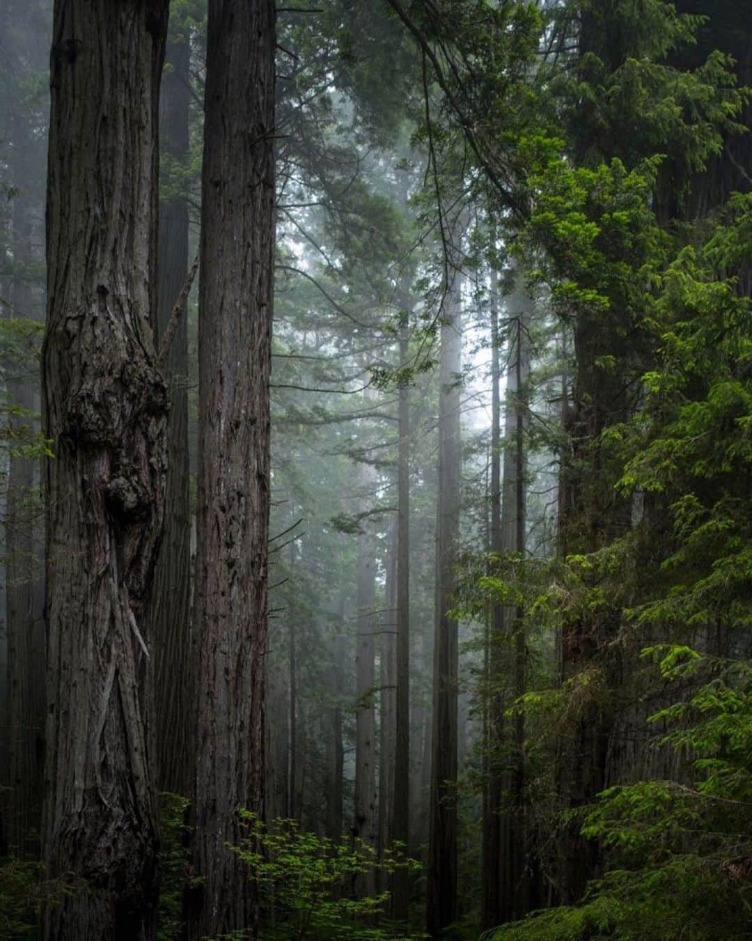 Ricoh Imagingさんのインスタグラム写真 - (Ricoh ImagingInstagram)「Posted @withrepost • @frankleeruggles This was one of those moments that I lamented being alone in the woods....I wanted so badly to have someone with me at that moment to say to; "Isn't this the most perfect thing you've ever seen", but alas when I opened my mouth, I was only speaking to the trees.  Redwoods State and National Parks, California. @redwoodnps #redwoods #california #pentax645z #pentax645ambassador @ricohpentax @ricohusa  @nationalparktrust @nationalparkgeek #national_park_photography #nationalparksoutdoor #earthpix @nationalparkservice  @usinterior #NPGeekAmbassador  #optoutside #nationalparkgeek #photography #landscapephotography  #nature @natgeo #insta #instagood10k #outdoorphotomag #nationalparks  #traveldestinations #travelphotography #mediumformat #instaphoto #instagram #chasingthelight #79yearsproject」8月24日 23時37分 - ricohpentax