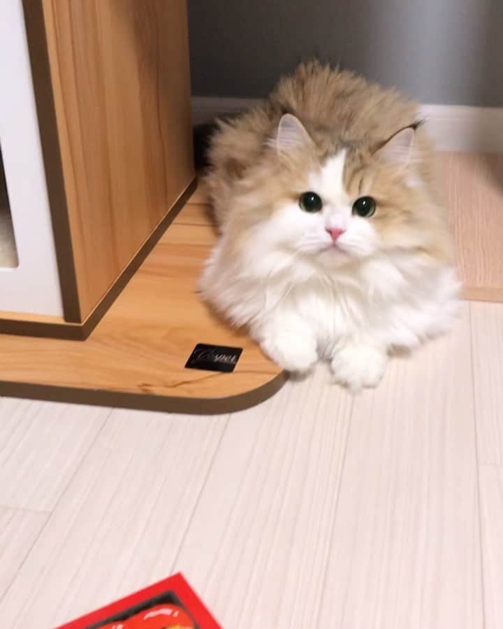 マンチカンのココ王子のインスタグラム