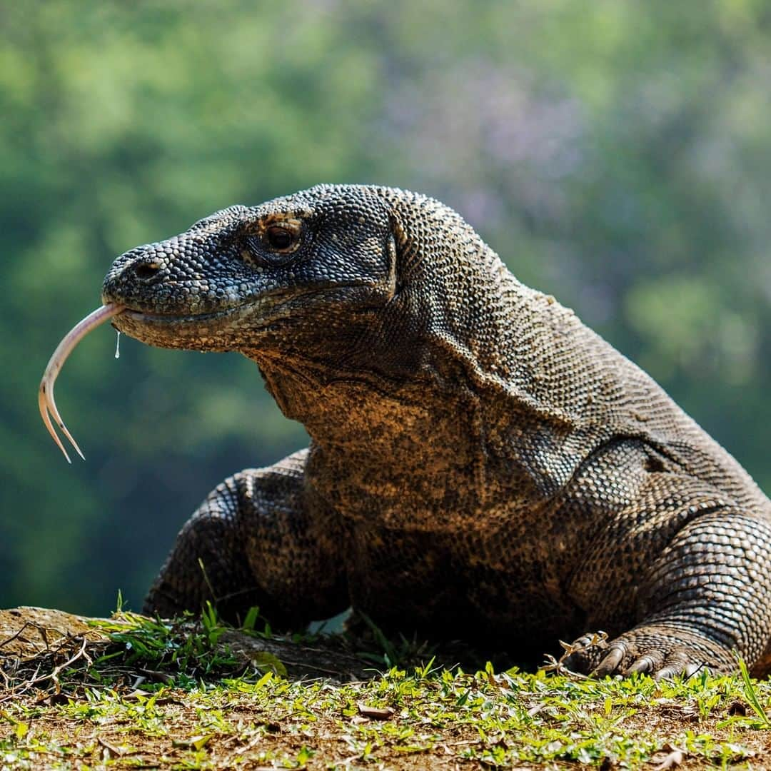 アニマルプラネットさんのインスタグラム写真 - (アニマルプラネットInstagram)「Behold the infamous Komodo dragon! They are the largest and heaviest lizards in the WORLD and one of the few venomous ones. . . . . . . . #animalplanetupclose #animalsofinstagram #animalplanet #animaloftheday #wild #wildlife #outdoors #animals #wildanimals #conservation #nature #animallovers #instanature #wildgeography #komododragon #lizard」8月25日 1時00分 - animalplanet