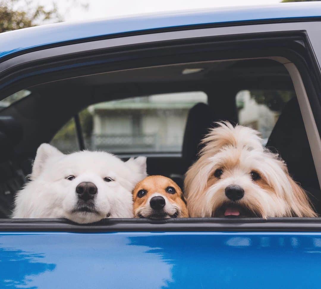 Loki the Corgiさんのインスタグラム写真 - (Loki the CorgiInstagram)「A car with 3 dogs inside stops in front of you. Do you: a) Get in the car b) Give each dog a boop c) Run away cuz DOGS ARE SCARY」8月25日 1時00分 - lokistagram