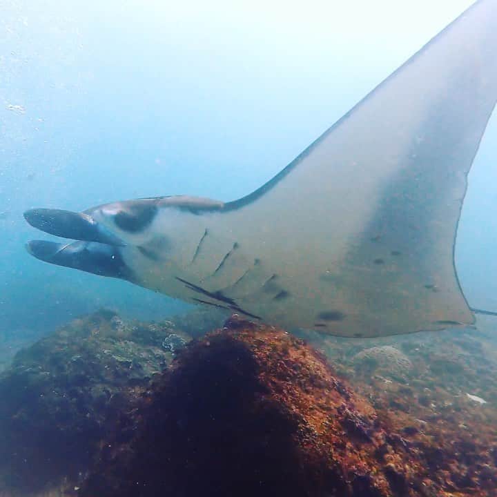 アマニ・ファンシーのインスタグラム：「Hättet Ihr Angst oder nicht?! 🤩🤪 Tauchen mit einem meiner Lieblingstiere - Mantarochen!! 5 Meter Spannweite, so friedlich, so magisch ✨ Reisen lehrt uns demütig zu sein. In dieser wunderschönen, großen Welt sind wir so mini-klein & legen manchmal zu viel Wert und Druck auf uns selbst, was oft unnötige Sorgen & Probleme verursacht, nur um uns an das anzupassen, was die Gesellschaft von uns erwartet! Deshalb ist meine numero uno Priorität, präsent zu sein, mein bestes Leben zu führen und so viel Liebe, Freude und Frieden wie möglich um mich herum zu verbreiten! ☀☀☀ noch eine Anmerkung (swipe): Vieeeeelen Dank an @karmadivingandyoga & ihre unglaublich talentierten Tauchlehrer, die mich an solch einer wundervollen Erfahrung teilhaben ließen. Wenn ihr mal nach Nusa Penida reist, wisst ihr ganz genau, wo ihr hin müsst ➡ @karmadivingandyoga 🐢🐬🦞 Would you be scared doing this or not?! 🤩🤪 Scuba-diving with one of my favorite animals -  Manta Rays!! 5 meter wing-span, so friendly, so magical ✨ Traveling ultimately teaches humility... in this beautiful, big world, we are so small & at times we put too much importance & emphasis on ourselves, creating unnecessary worries and problems merely to align with what we think society expects of us... therefore my numero uno priority is to live in the present and spread as much love and joy as possible! And the only way to do that is to find peace and happiness within in yourself first, in whatever you do, regardless of expectations ☀☀☀ On another note (swipe): Thank you to @karmadivingandyoga & their insanely talented group of diving instructors for letting me take part in such a wonderful experience. If you’re ever in Nusa Penida near Bali... you know where to go ➡ @karmadivingandyoga 🐢🦈🦞[Advertisement/Werbung]」