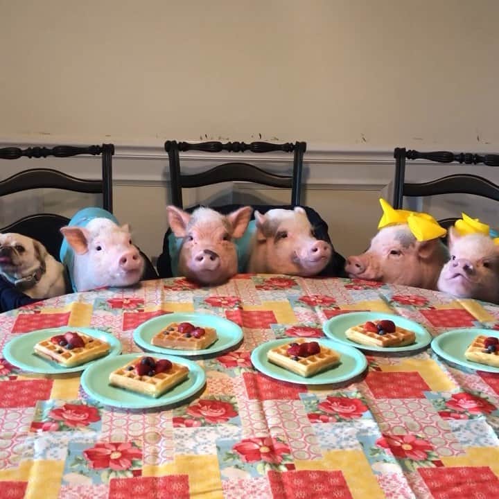 のインスタグラム：「Happy #NationalWaffleDay everybody! Mommy made waffles with strawberries and blueberries for us and the rest of the farm piggies this morning (Does anybody know how many waffles that was?🤪). They were so yummy!🐷🍓🥞 . If you haven’t already participated in our fundraiser for our rescued piggy friends and are planning to do so, tomorrow is the last day. Click the link in our bio for more info. No amount is too small!🐷🏠#waffles #PiggyPenn #Pigtailthepug #PoseyandPink #PrissyandPop」