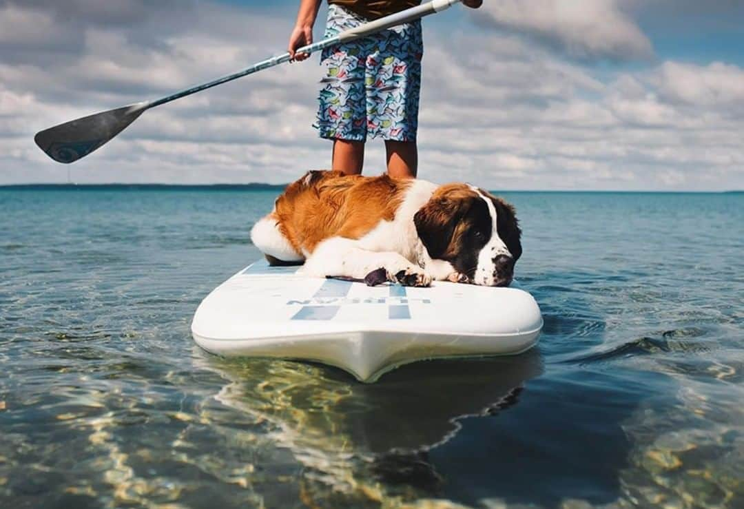 L.L.Beanさんのインスタグラム写真 - (L.L.BeanInstagram)「You've heard of SUP yoga, but have you heard of SUP napping? Tough to master - but practice makes perfect. 🤙 #SmoreOutofSummer #BeanOutsider (📷: @kristen_kaganovs) . . . #SUP  #DogsofInstagram」8月25日 1時30分 - llbean