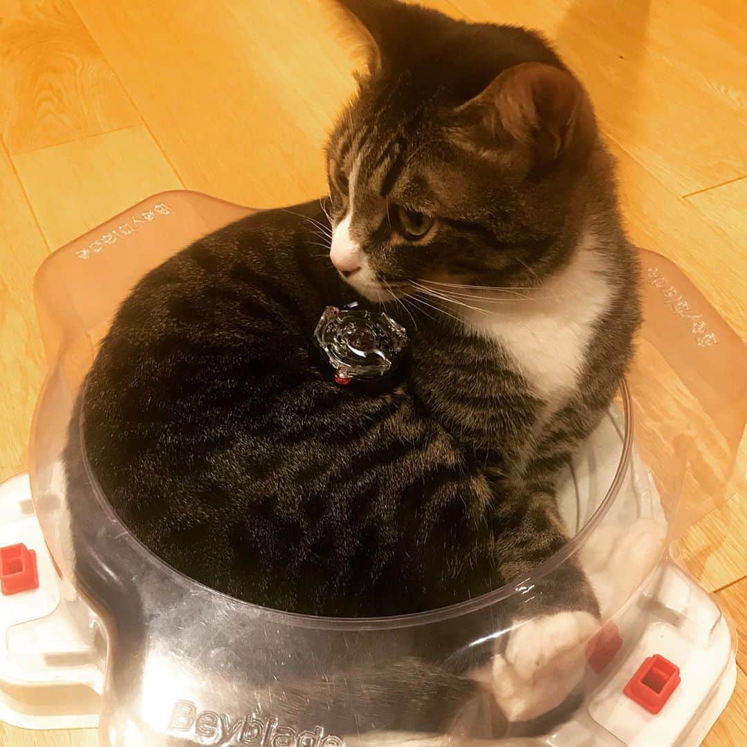桜井誠さんのインスタグラム写真 - (桜井誠Instagram)「愛猫と一緒に寝たい。。ホテル寂しい。」8月25日 1時44分 - m_sakurai_da