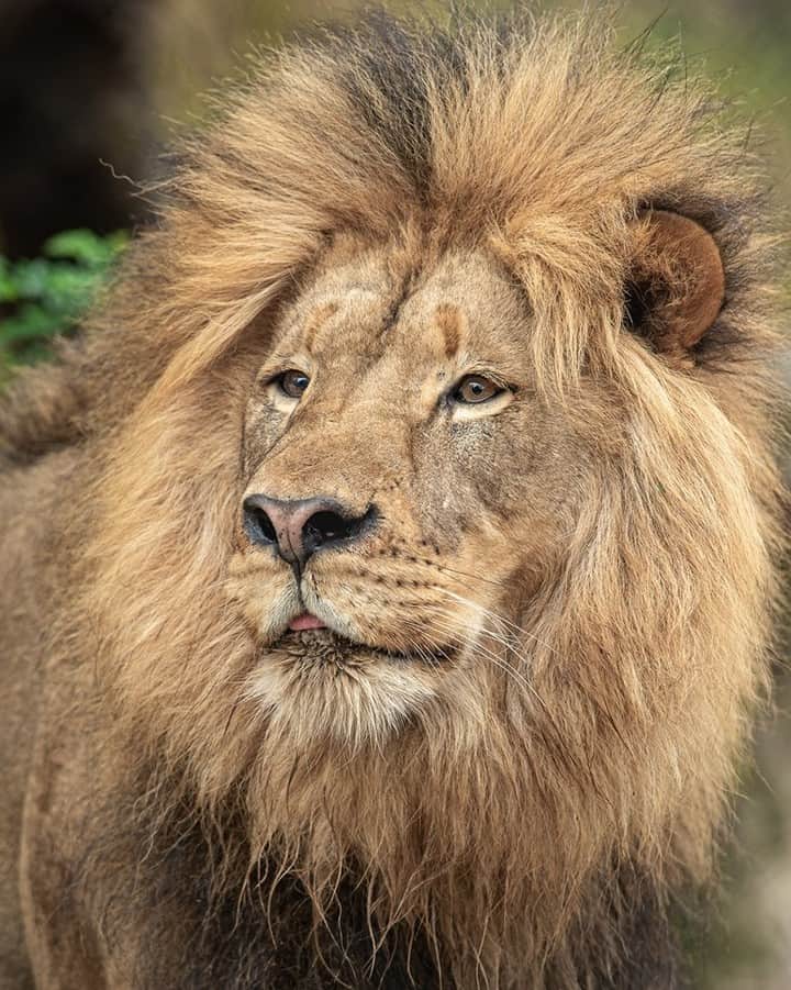 San Diego Zooさんのインスタグラム写真 - (San Diego ZooInstagram)「New cat on the block! This roarsome male is Ernest. He was born at @sdzsafaripark, but now reigns over Elephant Odyssey with his sister Miss Ellen. #caturday #whataroarsomeguy #weaintlion #Ernestisourmaneman #sandiegozoo 📷 Deric Wagner」8月25日 2時06分 - sandiegozoo