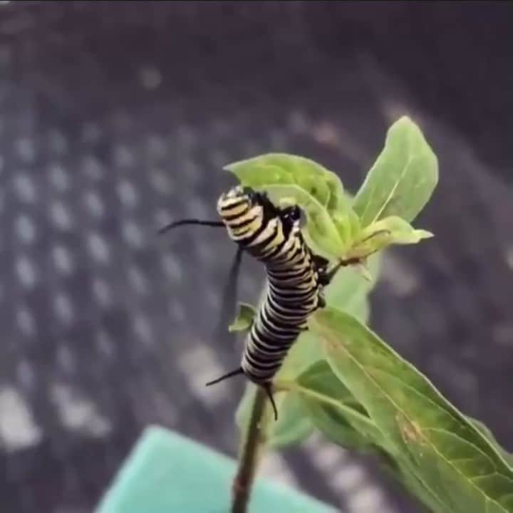 クリス・コルファーのインスタグラム：「8/24/19 via @chriscolfer Instagram & Twitter  #SaveTheMonarchs . . . . . . . . . . . . . . . . . . . .  #QOTD: What do you hope for 2019? — A help in the earth’s climate change to save it, save the bees 🐝, stop destroying our planet, we only get one. - - - #chriscolfer #savethemonarchs #repost」