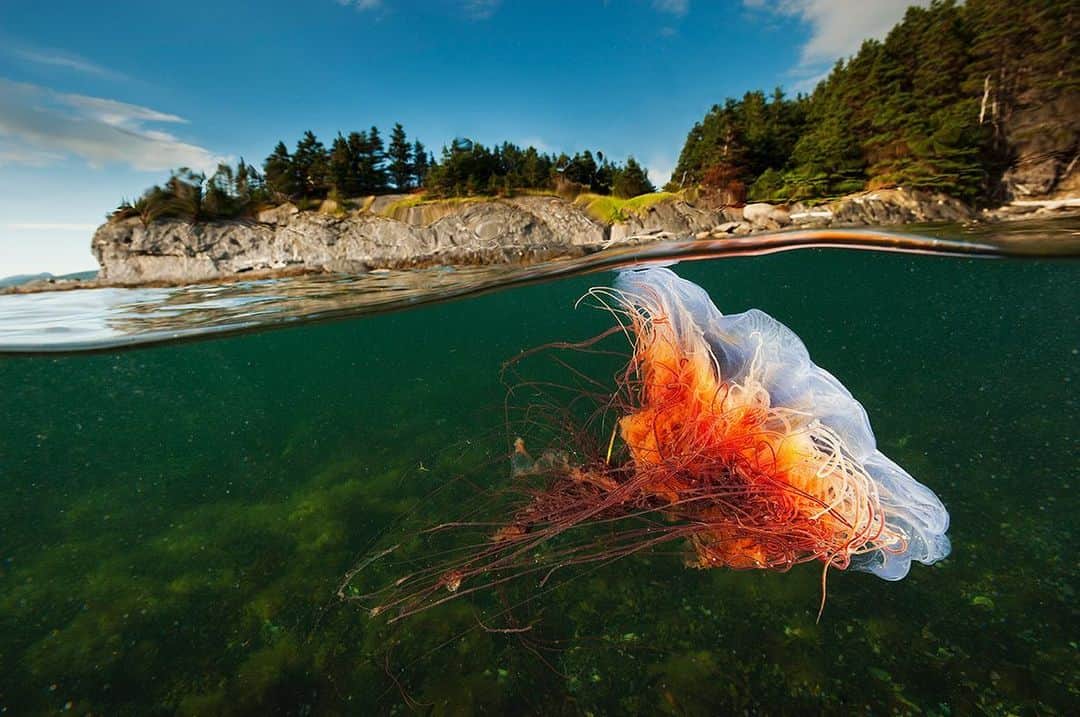 National Geographic Creativeさんのインスタグラム写真 - (National Geographic CreativeInstagram)「Photo by @daviddoubilet | A lion's mane jellyfish drifts underwater in Gros Morne National Park, Canada. #Jellyfish #Canada #Underwater」8月25日 2時33分 - natgeointhefield