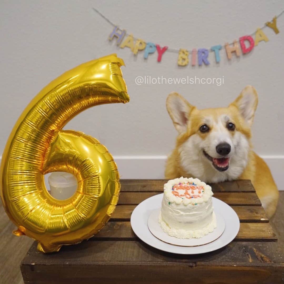 Liloさんのインスタグラム写真 - (LiloInstagram)「Happy pawesome Birthday to me woof! Guess how young am I today woof?! 🎂」8月25日 3時07分 - lilothewelshcorgi
