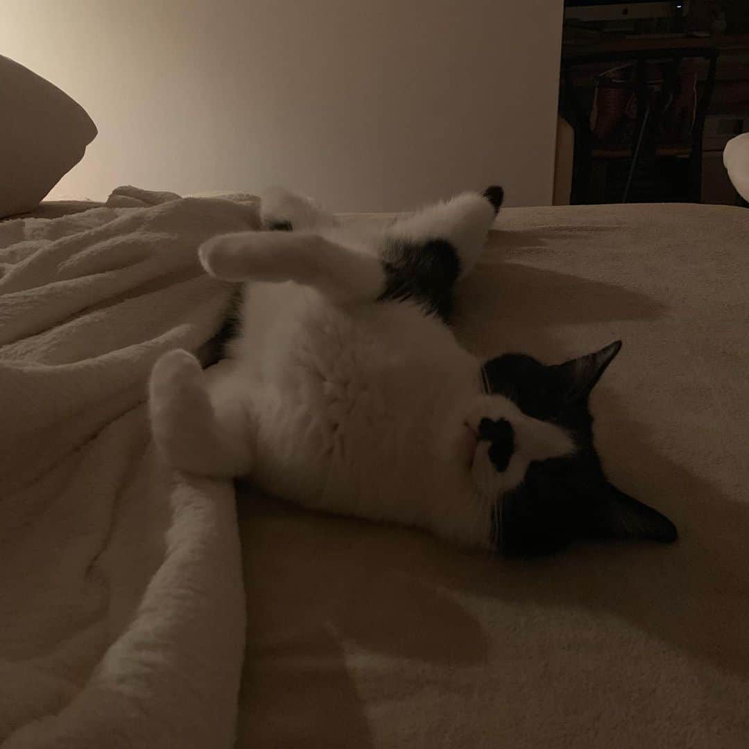 猫ラボさんのインスタグラム写真 - (猫ラボInstagram)「じゃますぎて目が覚めたけど気持ちよさそうなので人間は引き続きはじっこで小さくなって寝る #猫飼いあるある」8月25日 3時33分 - nekolabo