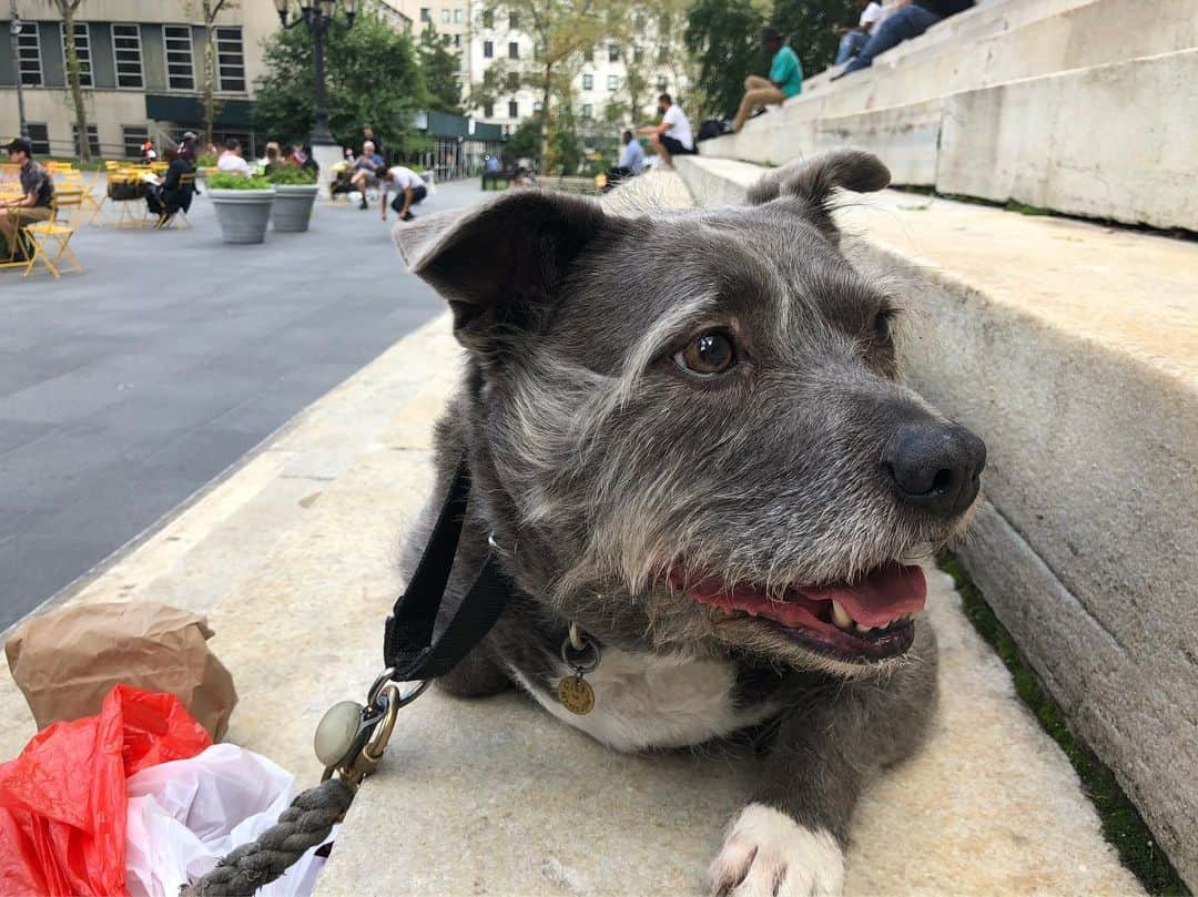 ズザンナ・シャコフスキーさんのインスタグラム写真 - (ズザンナ・シャコフスキーInstagram)「Cindy @thecindydoggy #cadmanplaza #skaters」8月25日 3時50分 - zuzannawanda