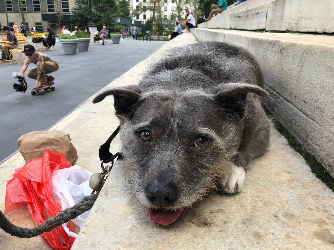 ズザンナ・シャコフスキーのインスタグラム：「Cindy @thecindydoggy #cadmanplaza #skaters」