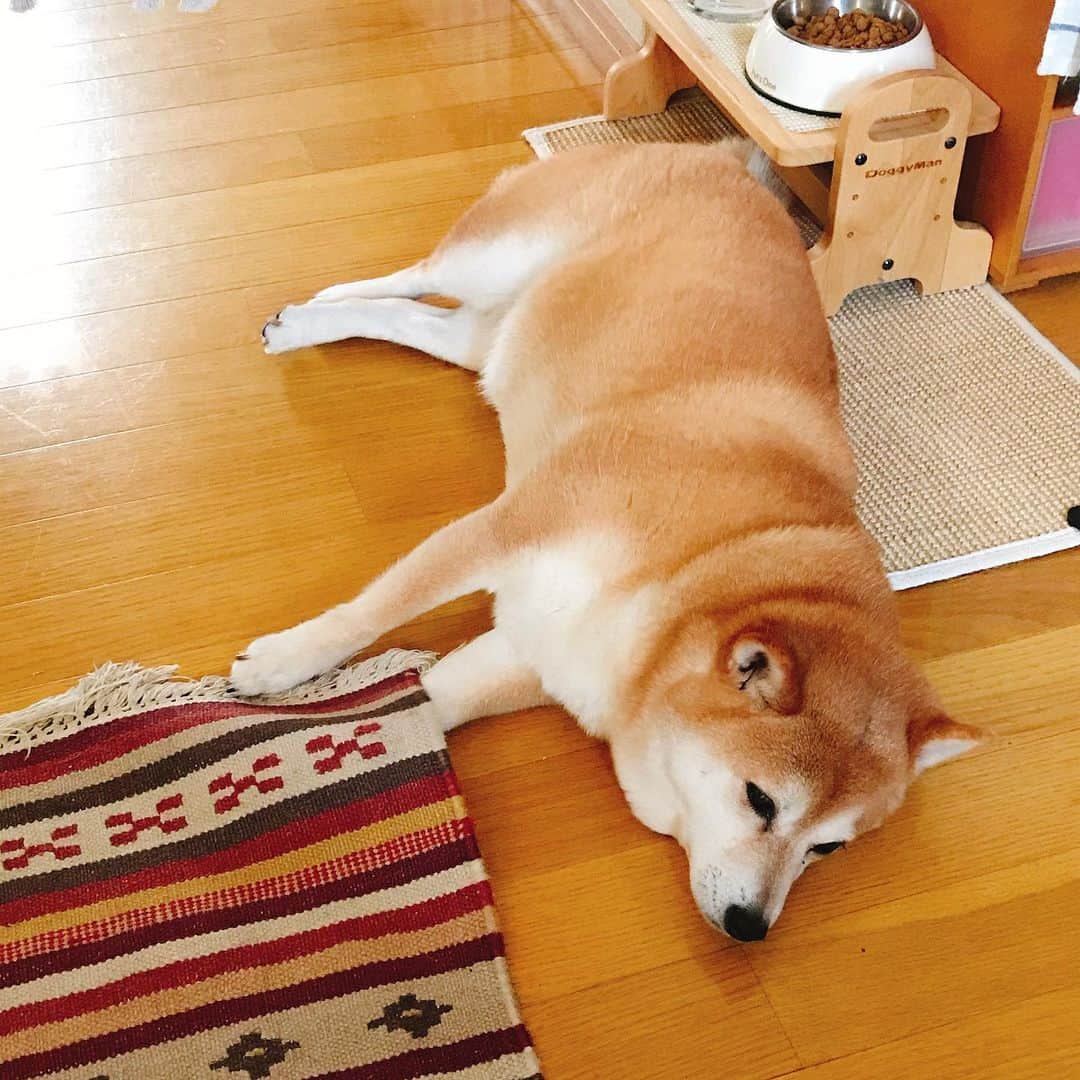 マル子のインスタグラム：「こんな風にラグの下に手を入れちゃう感じわかるわw #マル子  #柴犬  #shiba」