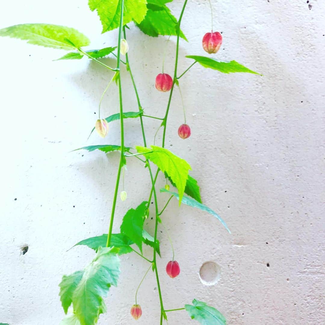 光野桃さんのインスタグラム写真 - (光野桃Instagram)「アブチロン、またの名をチロリアンランプとも言います。 夏の終わりに、掌の中で転がして遊びたくなる赤い花。 可憐だけど、実は強い強い蔓植物。 今年はいつにも増して、夏を生き切っています。  #アブチロン #チロリアンランプ #ブラジル原産 #細い茎は手では折れない強さ！ #夏の終わり」8月25日 15時02分 - mitsuno.momo