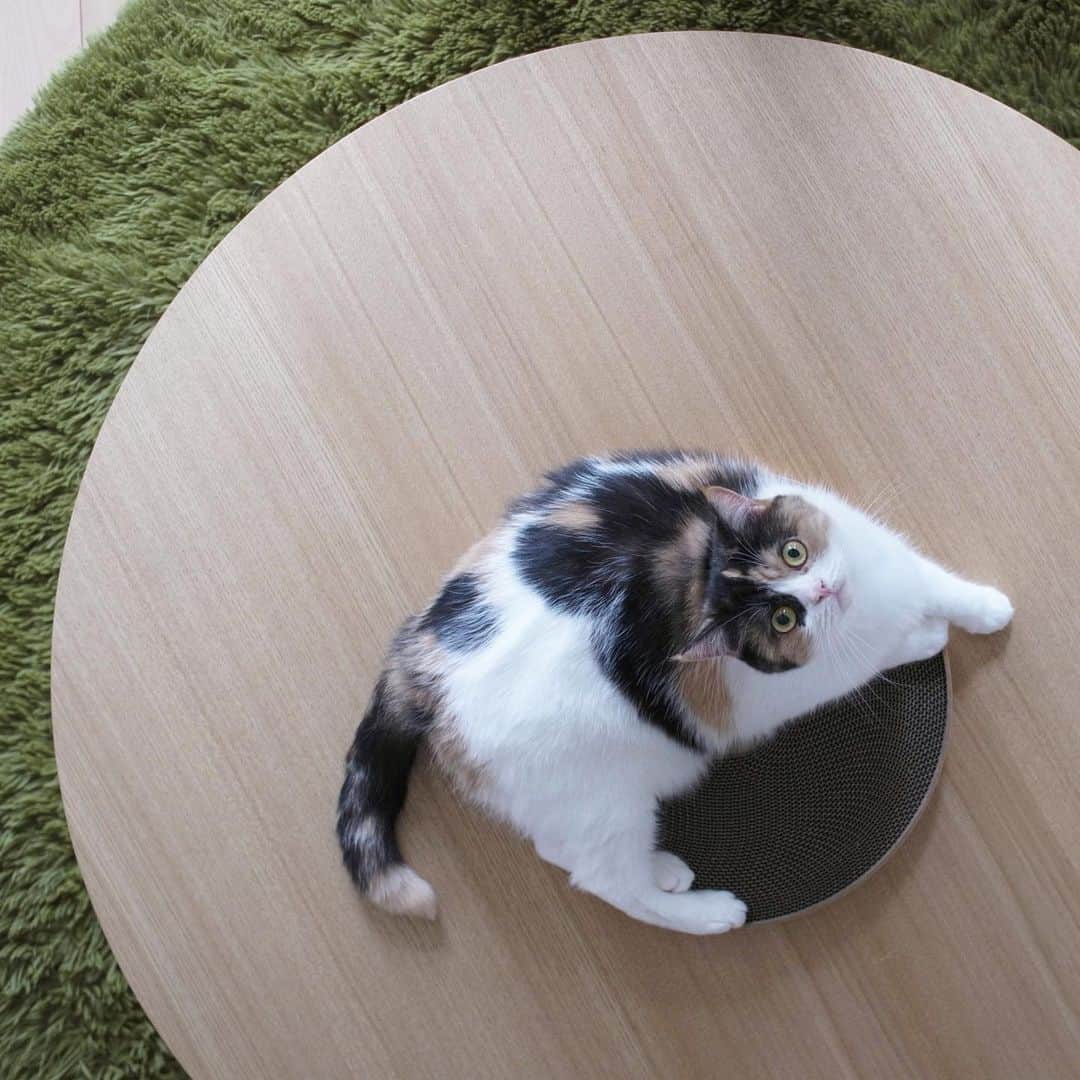 guremikeのインスタグラム：「#guremike #photography #photooftheday #catlife #animal #cat #neko #love #kawaii」