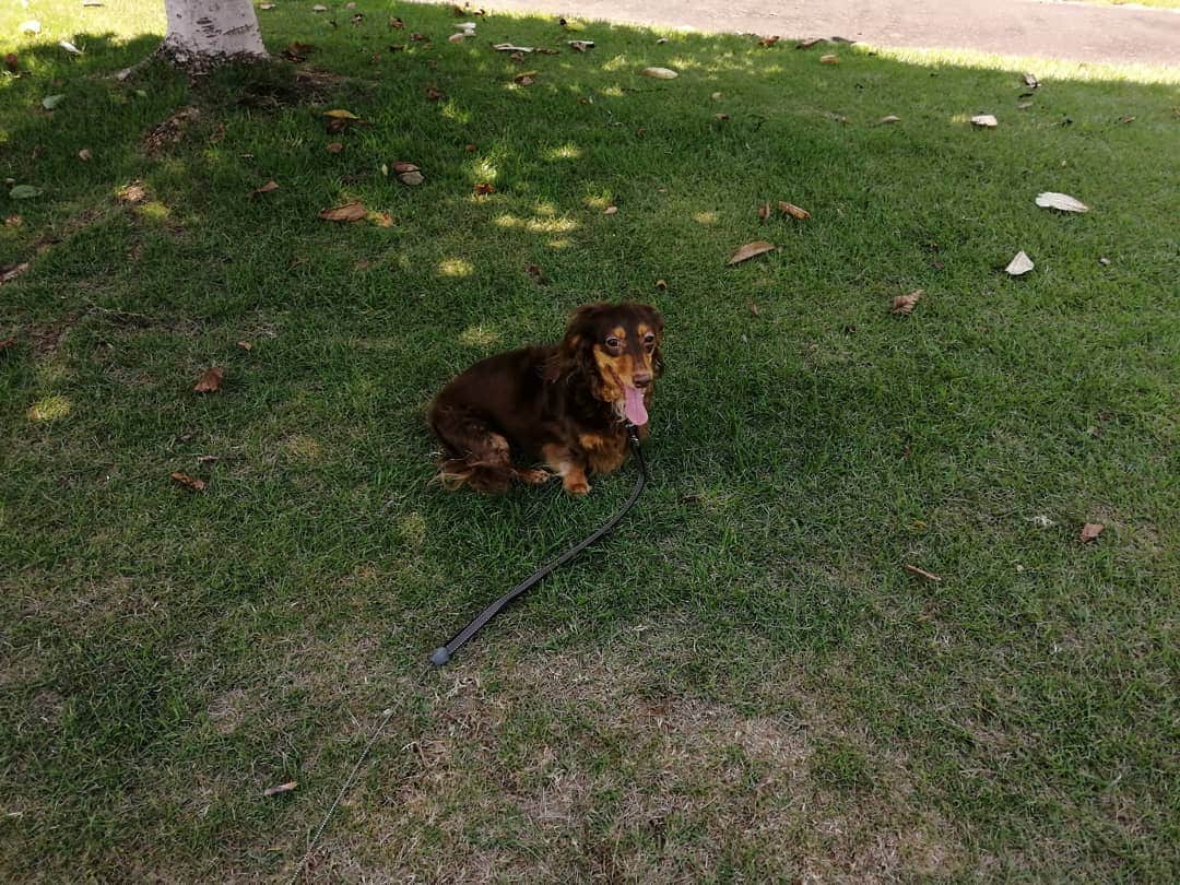ななこさんのインスタグラム写真 - (ななこInstagram)「芝生走り回って、日陰休憩🤪 ※ ※ #犬 #愛犬 #ダックス #カニンヘン　 #dog #dachshund #dogstagram  #doxie #instadog #instadachshund  #petstagram #dachshundsofinstagram」8月25日 15時35分 - nanaco_dachs