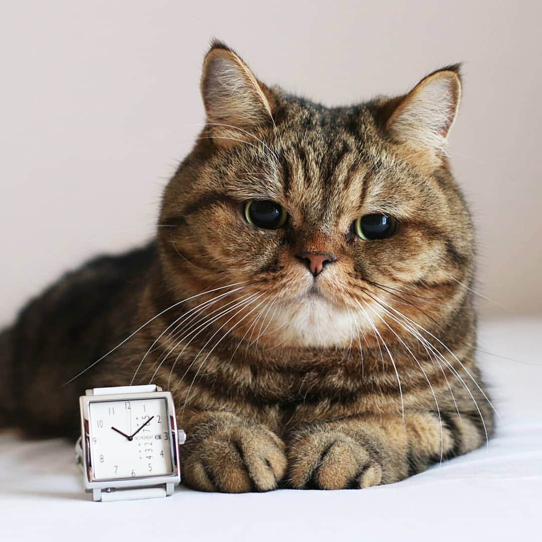 寅次郎（とらちゃん）さんのインスタグラム写真 - (寅次郎（とらちゃん）Instagram)「☆ おしゃれな時計はいかがかにゃ？ .  真四角でカッコイイにゃんよ⌚✨ . ノーマンデー様のモニター企画に参加しています。 . @nomonday_jp クーポンコード →【tor824】 10%offになります。 良かったらご活用くださいにゃ😺 . 公式オンラインストア →http://nomonday.jp . #nomonday #ノーマンデー #腕時計 #時計 #手元倶楽部 . #cat #instagramjapan #cute #にゃんだふるらいふ #無敵の親バカ同盟 #猫のいる暮らし #igersjp #meow #gato #ふわもこ部 #エキゾチックショートヘア #貓 #catsofinstagram #ねこすたぐらむ」8月25日 15時30分 - torachanthecat