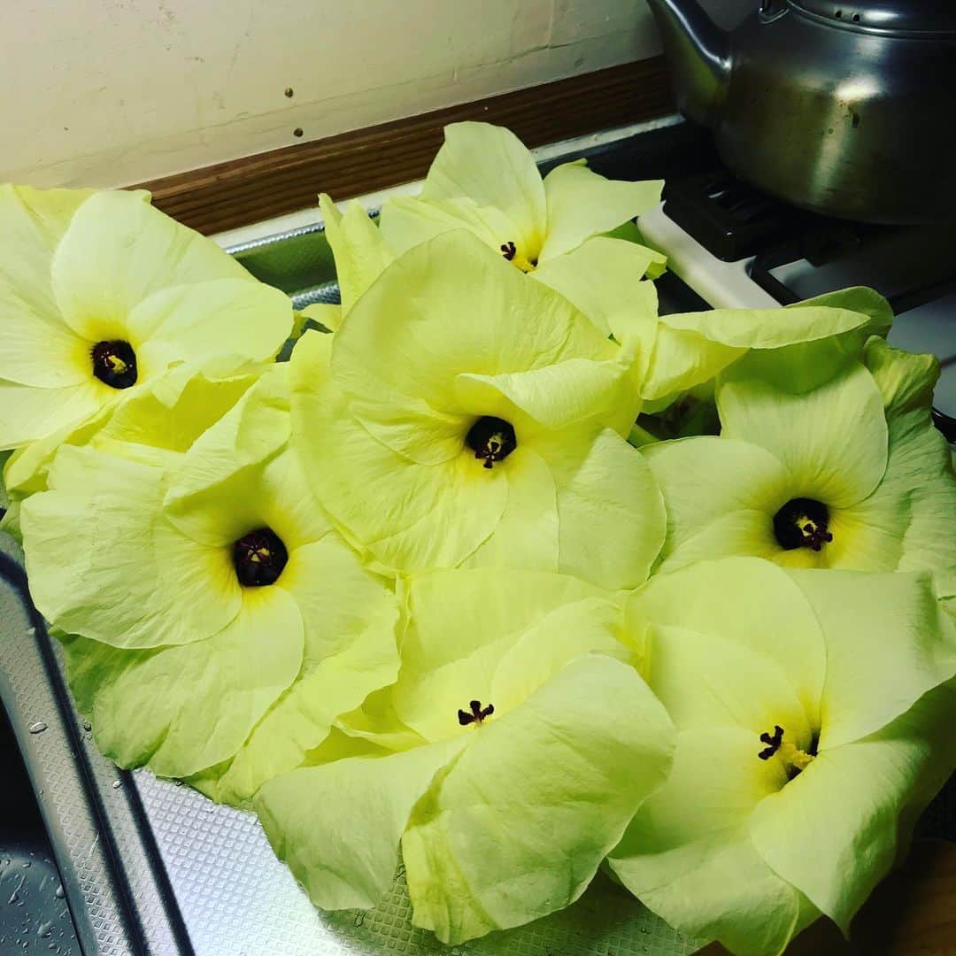 椎名直子さんのインスタグラム写真 - (椎名直子Instagram)「御代田のあかね会に。  オクラの花。 はじめてみました。  どうやって食べるのかときくと、おひたしにしたり、そのまま生でサラダでも。、とのこと。  早速おひたしに。  ヌルッとしゃきっと美味しかった。」8月25日 15時45分 - natadecoco