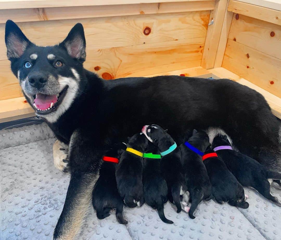 ジョーイ・グレーセッファのインスタグラム：「Welcome to the family! NEW VIDEO IS LIVE! Lark gives birth to her 7 babies! LINK IN BIO 🐶🐶🐶🐶🐶🐶🐶」