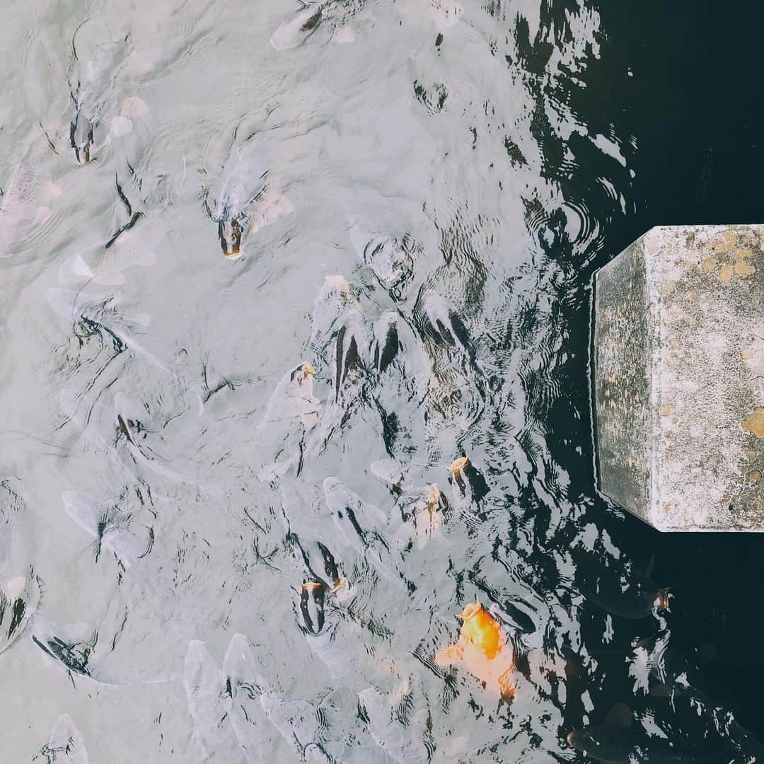 Daniel Waldronのインスタグラム：「Stay Golden」