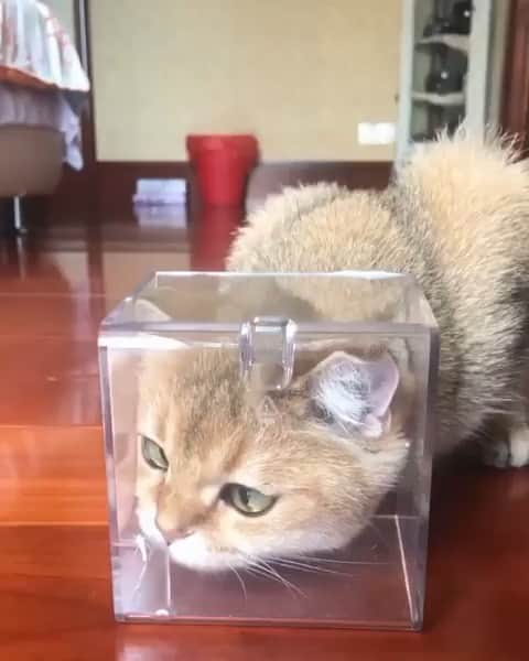 WildLifeのインスタグラム：「Via @instagram Bamboozled by a butterfly. 🦋 On today’s #WeeklyFluff, Tootie (@tootie_bunface) the curious 🐈 finds out some things aren’t meant to be sniffed.⁣」