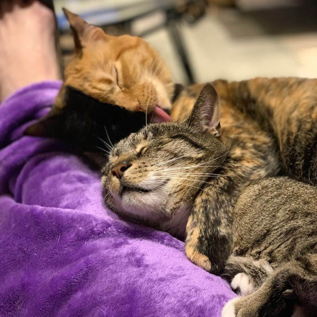 Venus Cat さんのインスタグラム写真 - (Venus Cat Instagram)「I love my adopted brother Roo @roothekangaroocat so much that I help groom the areas he can’t reach with his crooked paws. 🐾 Most nights after 8pm you can find us here trapping Mom!  #bestfriendgoals #love #saturdaynight」8月25日 9時33分 - venustwofacecat