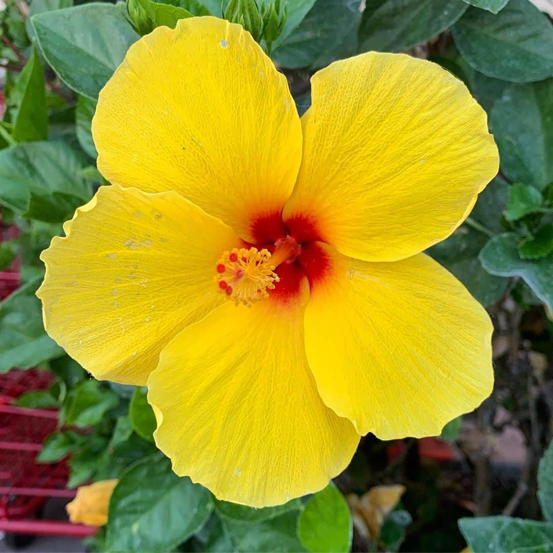 ブライス・ジョンソンさんのインスタグラム写真 - (ブライス・ジョンソンInstagram)「Just saw this beauty!  #flowers #flowersofinstagram」8月25日 9時56分 - mrbrycejohnson