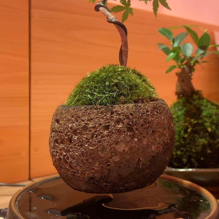 ノブ横地のインスタグラム：「宙に浮く苔玉」