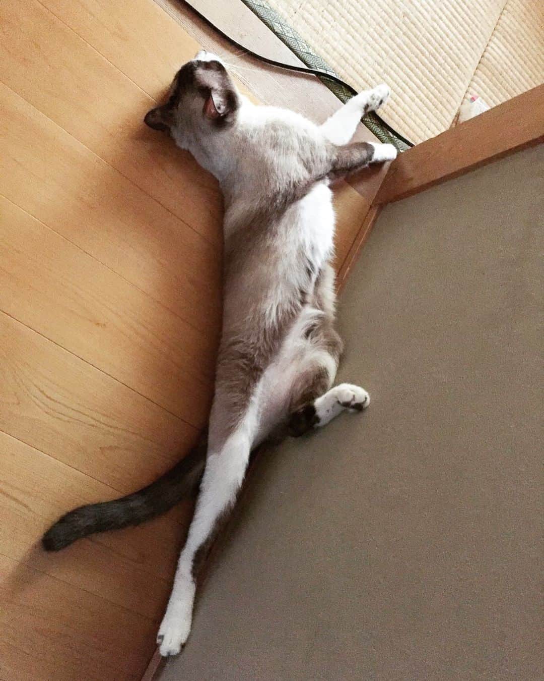 南口奈々のインスタグラム：「. できにゃいって誰が言ったにゃ？ #言霊って知ってる？ #そうゆうことにゃ  #ミルスタ #instacat #ネコスタグラム #猫 #ネコ #にゃんこ #cat  #ふわもこ部 #ペコねこ部 #スノーシュー #靴下にゃんこ」
